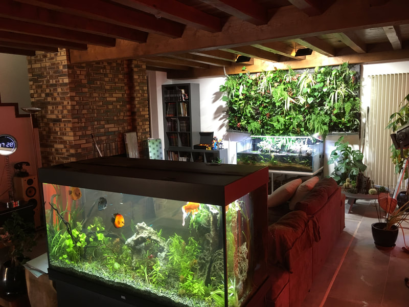 Mur vegetal et aquarium chez particulier