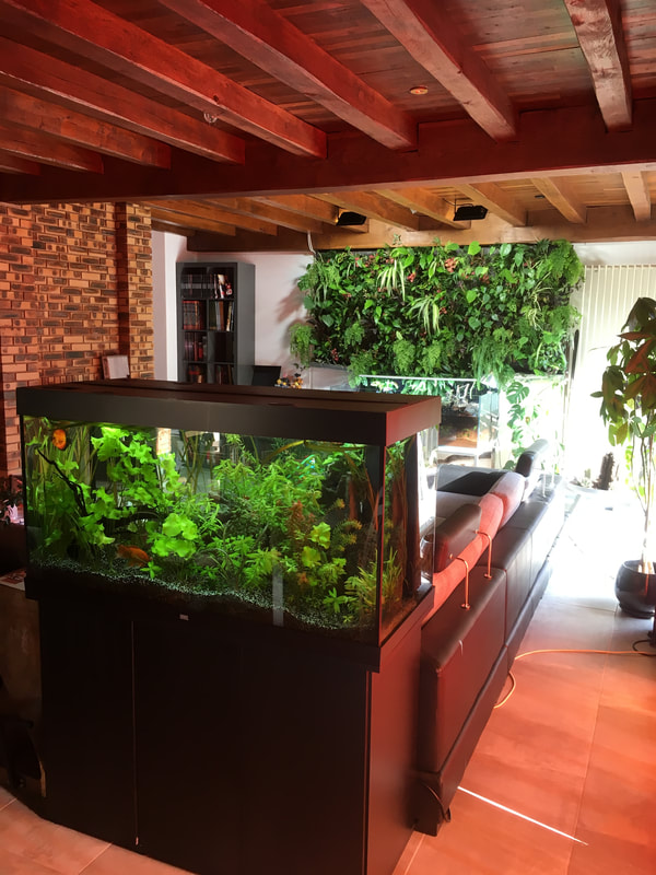Mur vegetal et aquarium chez particulier